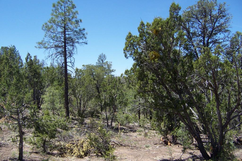 1729 Bear Heights #D, Heber, AZ 85928