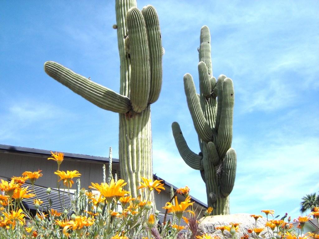 2340 E Birchwood Ave., Mesa, AZ 85204