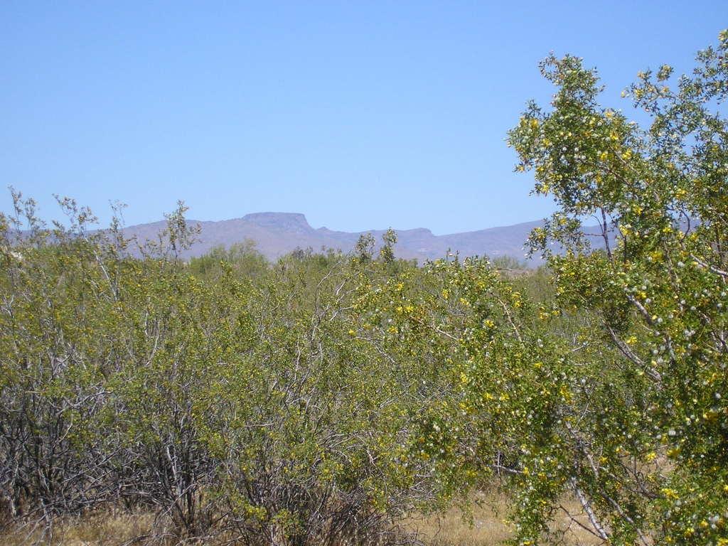 21400 W Vista Royale Dr., Wickenburg, AZ 85390