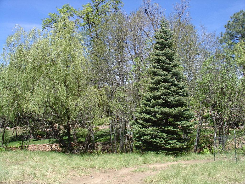 No Site Address #40B & 40C, Christopher Creek, AZ 85541