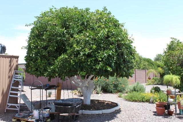 5816 E Decatur St., Mesa, AZ 85205