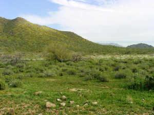 35XXX N 36th St. #1, Cave Creek, AZ 85331