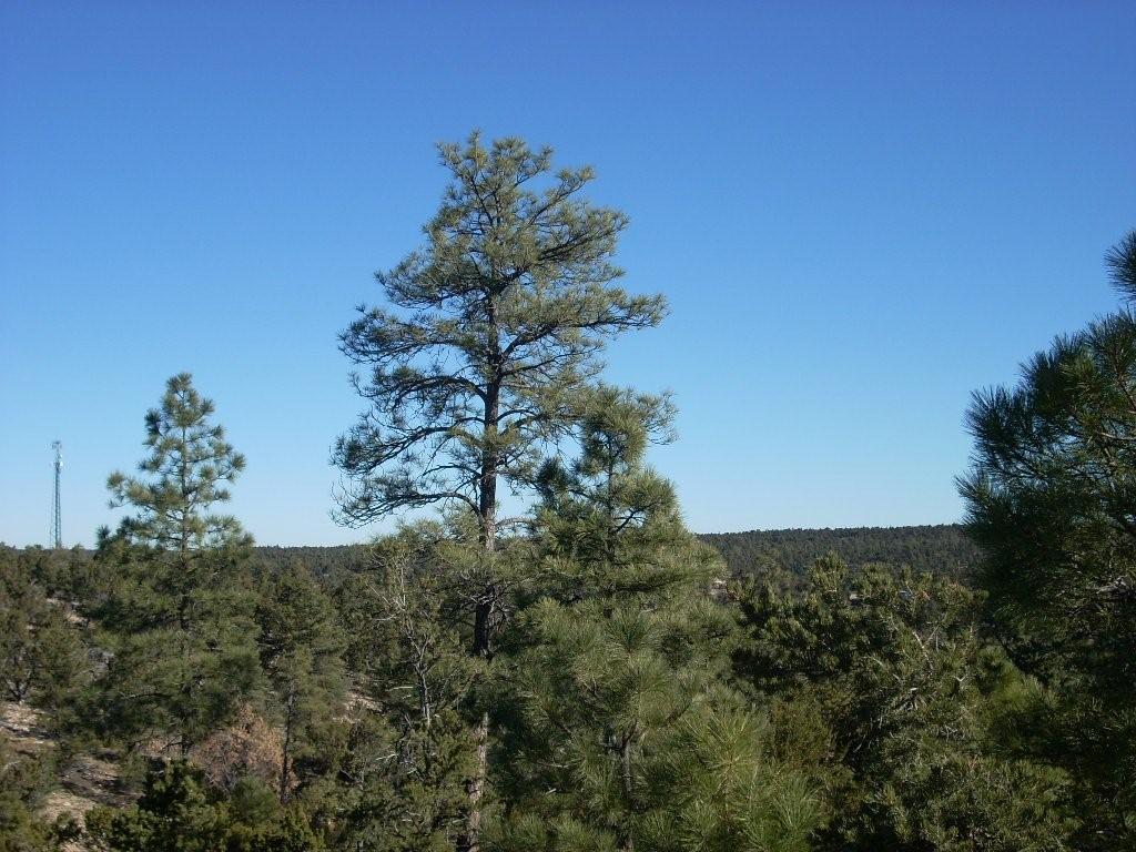 3361 Whisper Ln. #46, Heber, AZ 85928