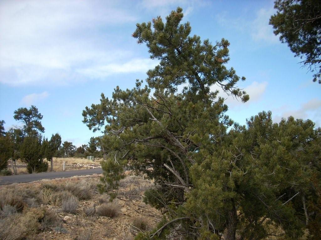 3367 Whisper Ln. #51, Heber, AZ 85928