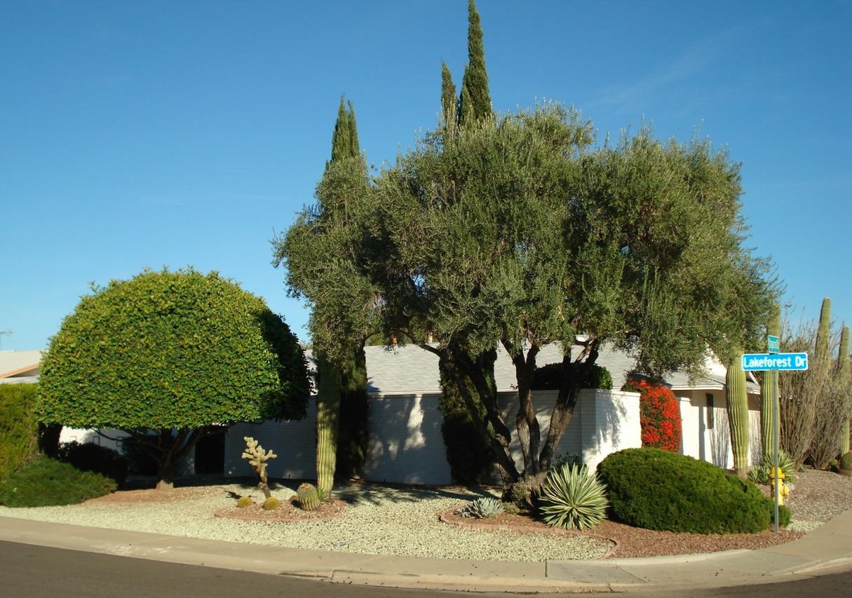 19825 N Lake Forest Dr., Sun City, AZ 85373