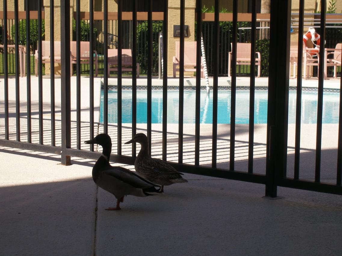 10330 W Thunderbird Blvd. #C202, Sun City, AZ 85351