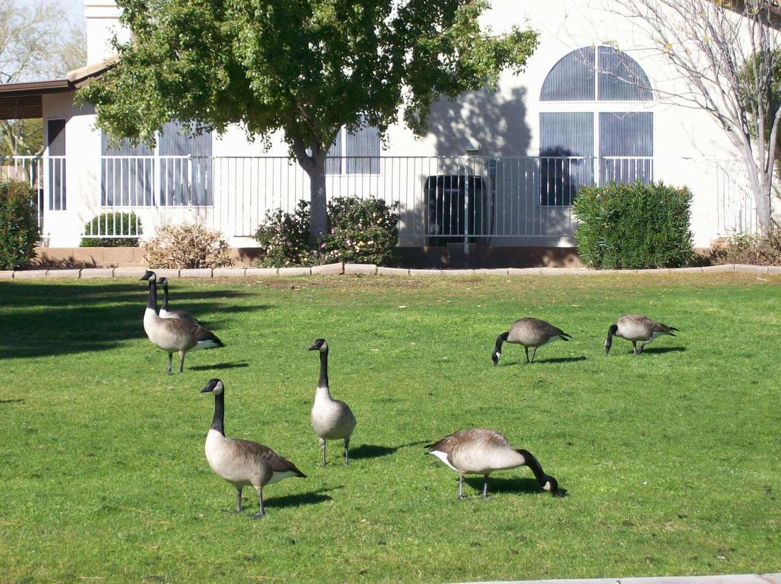 11054 W Potter Dr., Sun City, AZ 85373