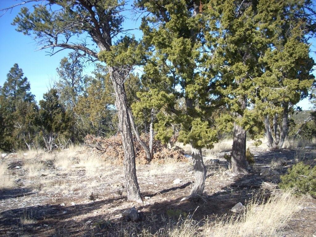 3322 Alaskan Place #52K, Heber, AZ 85928