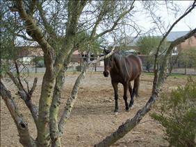 3409 W Mesquite St., Phoenix, AZ 85086