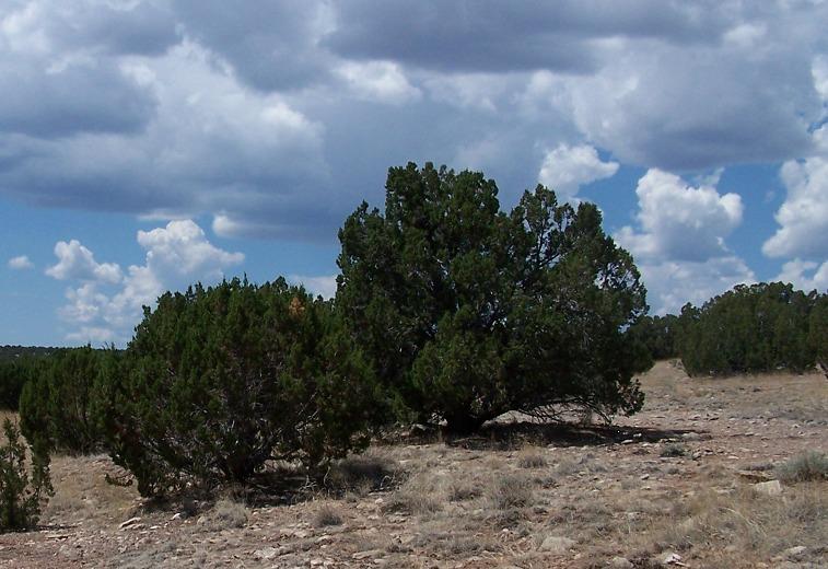 Sec.12. Chevelon Retreat #023F, Heber, AZ 85928