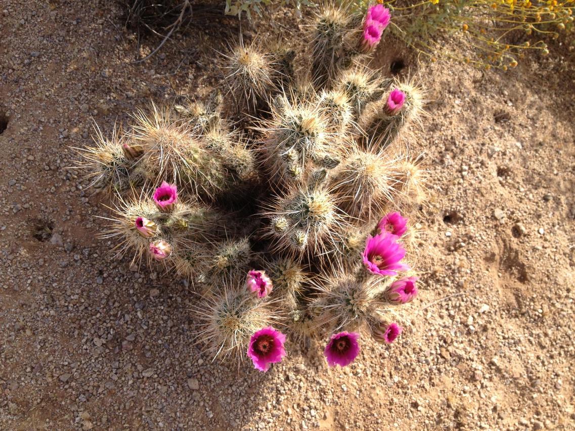 44440 N 22nd St., New River, AZ 85087