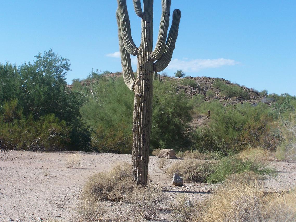 2936 N Kashmir St. #16, Mesa, AZ 85215