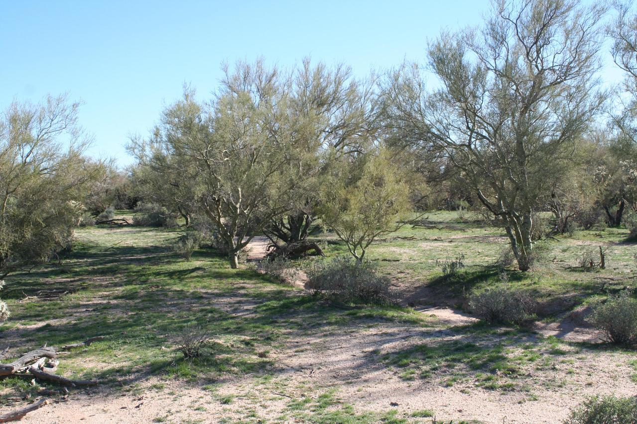 lot 110 AC E Saddle Horn Tr. #110 A and C, Florence, AZ 85132