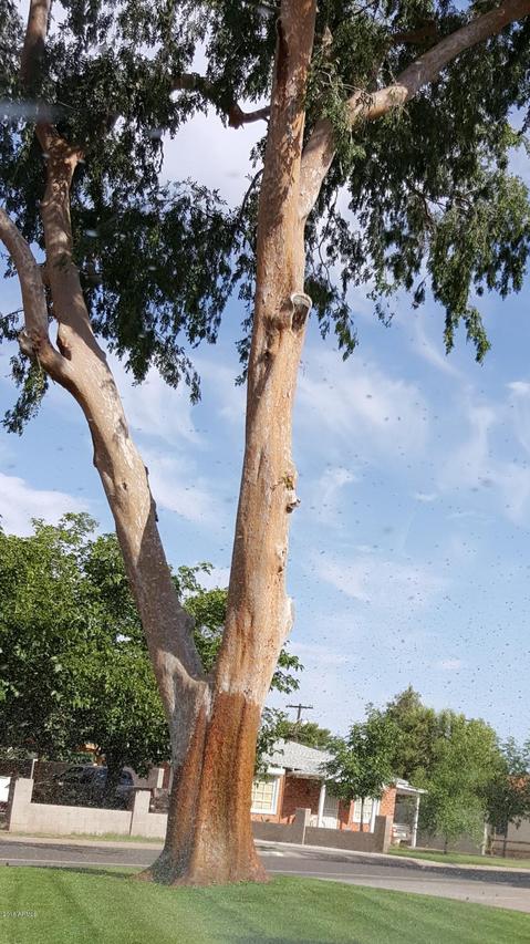 3422 N 23rd Ave., Phoenix, AZ 85015