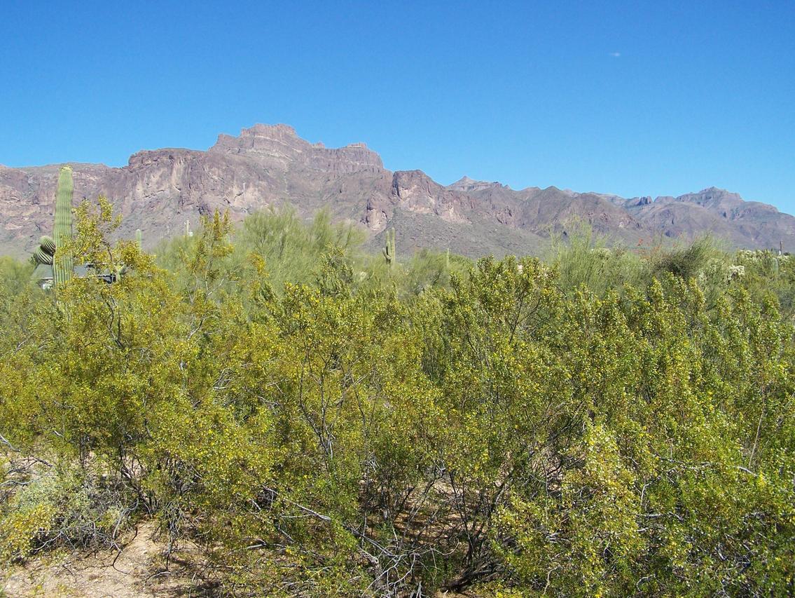 000 N Boyd Rd. #'-', Apache Junction, AZ 85119