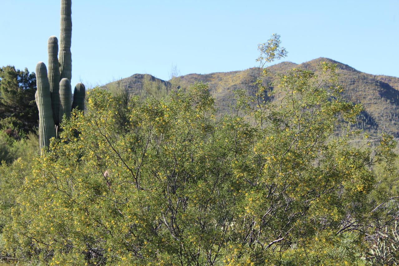 49612 N 7th Ave. #-, New River, AZ 85087