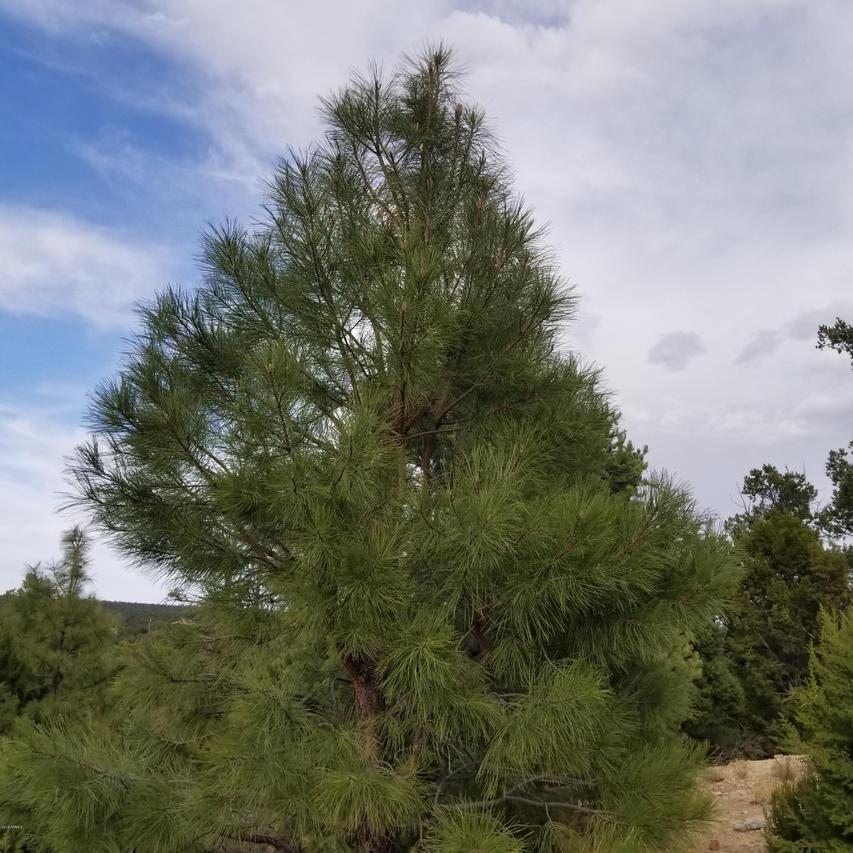 3361 Whisper Ln. #48, Heber, AZ 85928