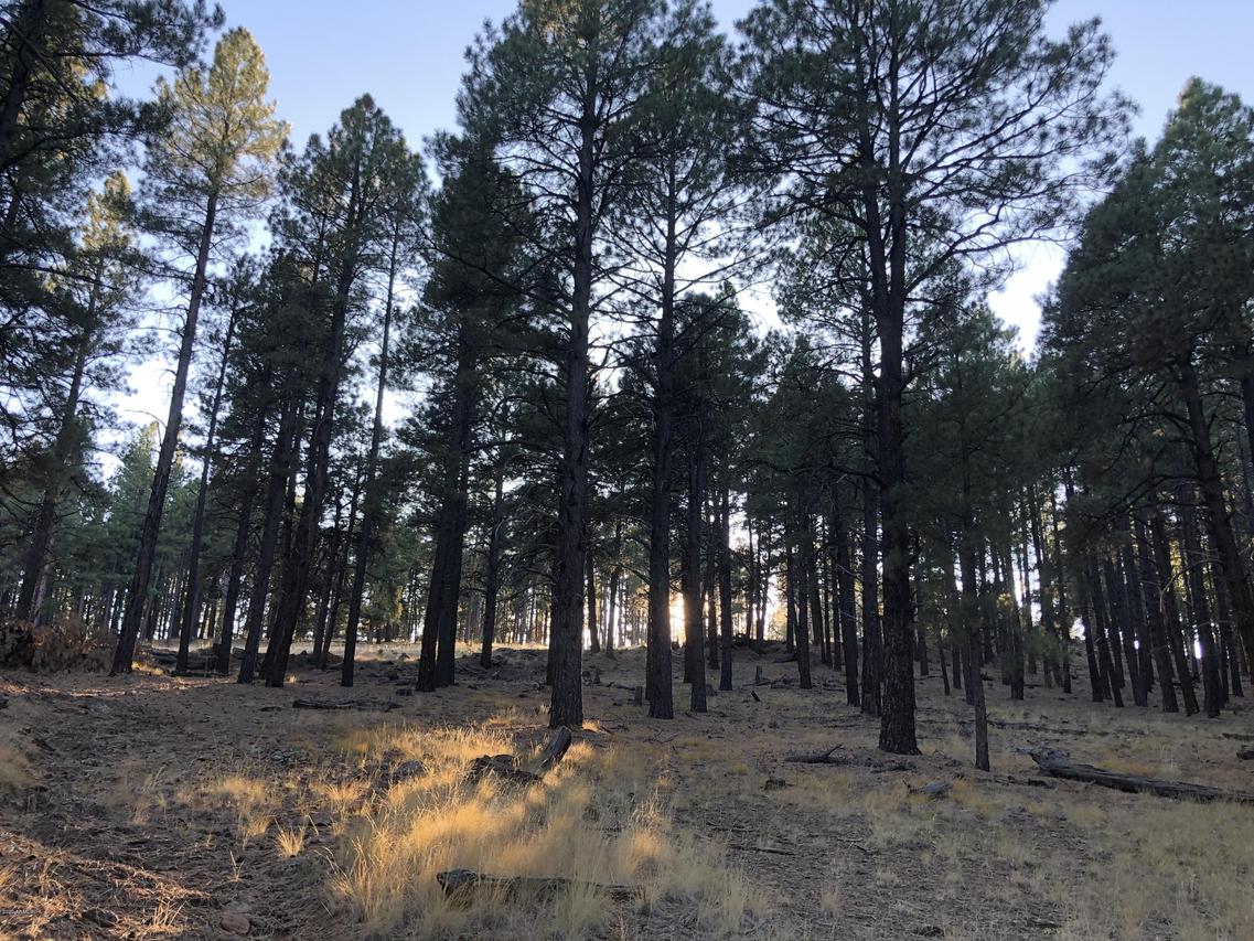 Coyote Pass Rd, Parcel 4 #D, Flagstaff, AZ 86001