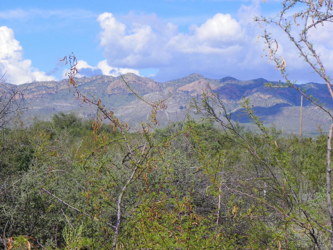 013B W Wolf Run #-, Hereford, AZ 85615