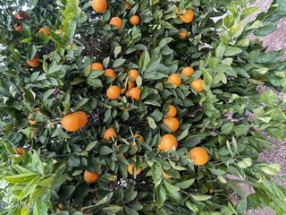 19662 N 93rd Dr., Peoria, AZ 85382