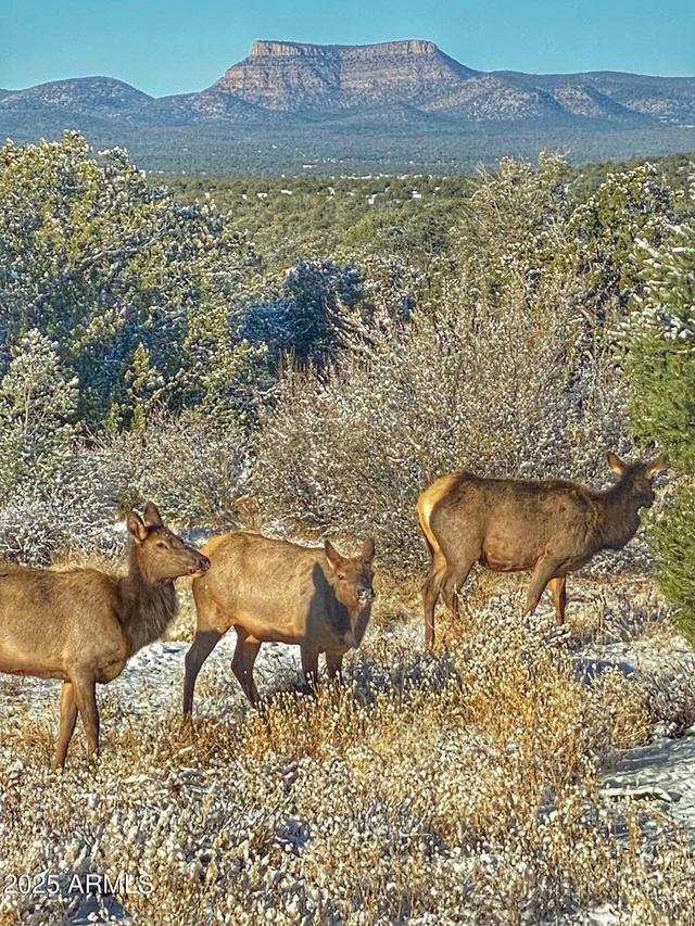 01 N Boulder Ridge Tr. #459, Seligman, AZ 86337