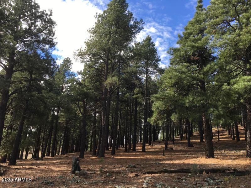 9245 Coyote Pass #-, Flagstaff, AZ 86001