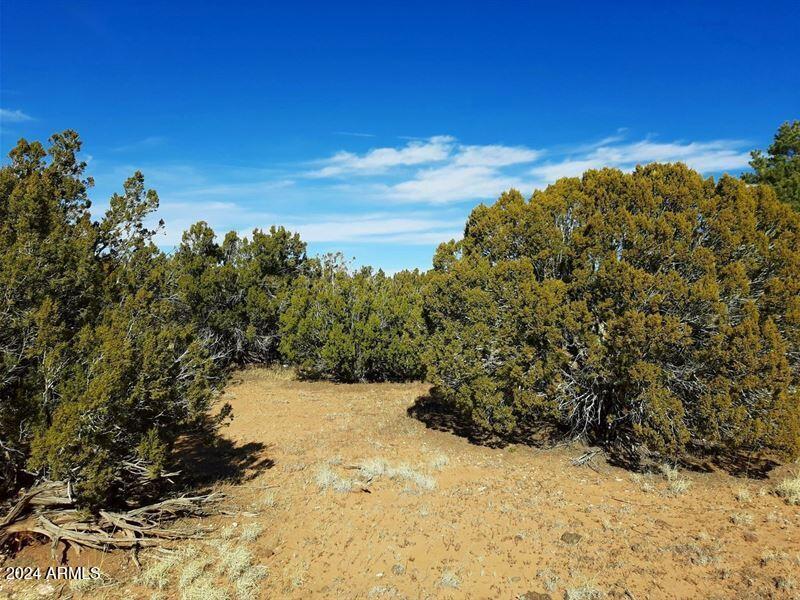 4 parcels N Shady Oak 404-69-005 /10+acres #C, Show Low, AZ 85901