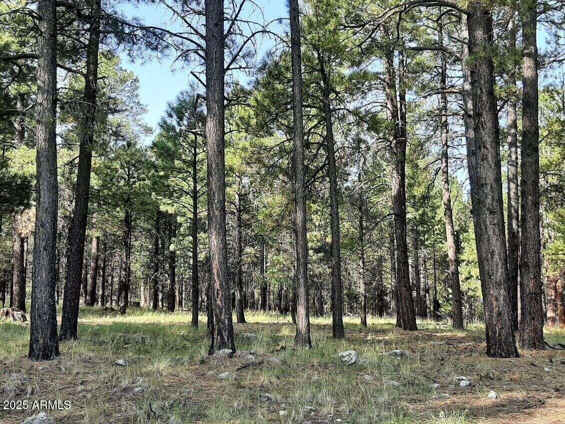 2A Coconino Forest 137a Rd. #-, Happy Jack, AZ 86024