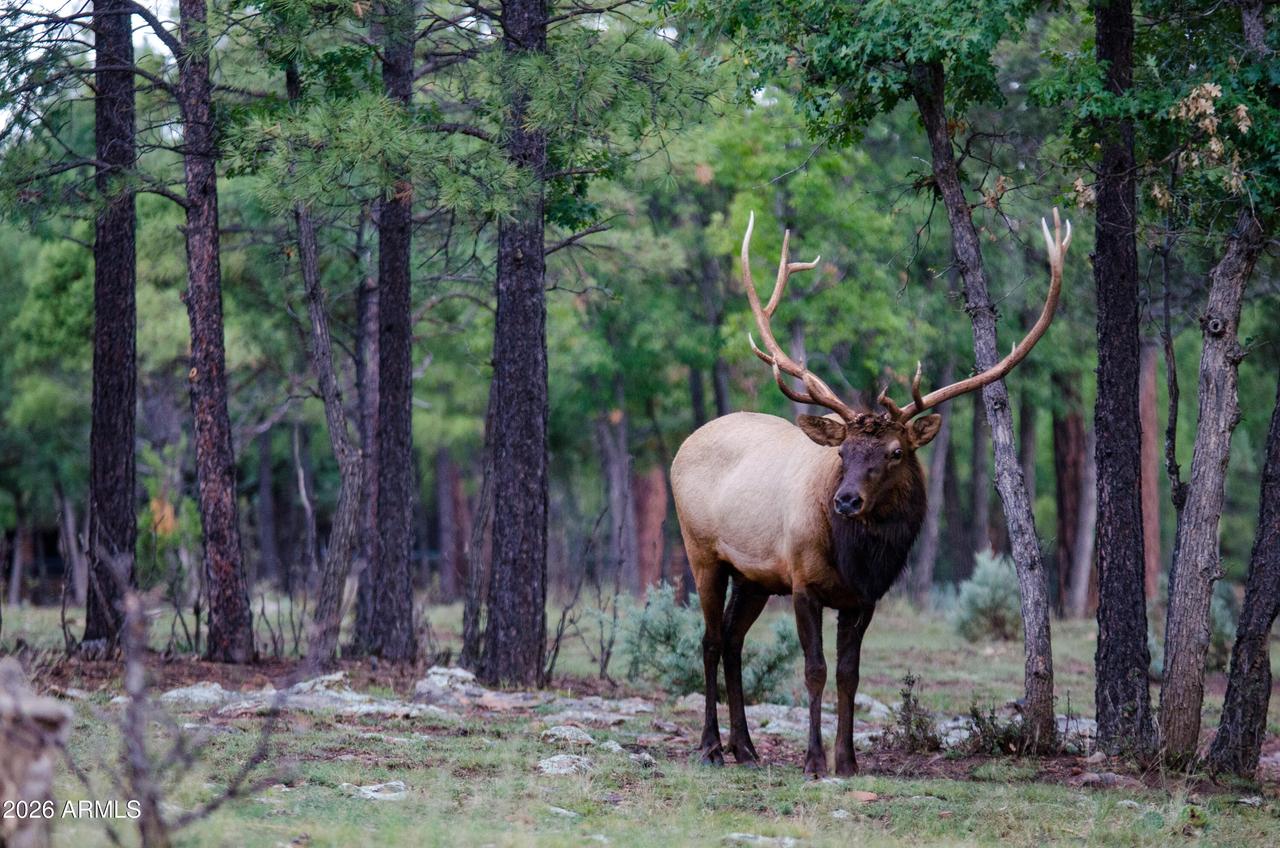 7800 Forest Service 122 Rd-tract 9b #9-B, Happy Jack, AZ 86024