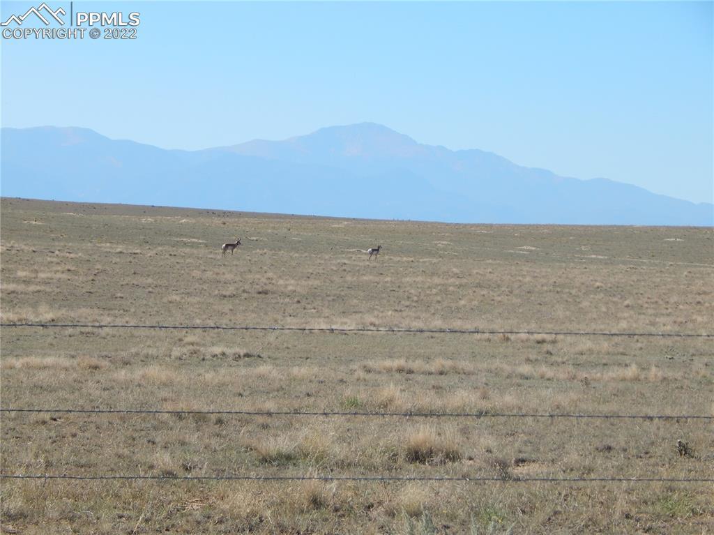 7243 Haymor Grove, Colorado Springs, CO 80928