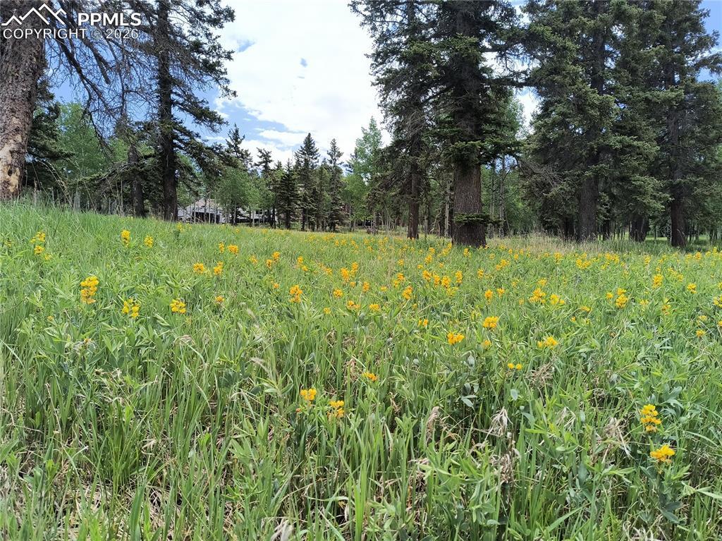 Will Scarlet Dr., Divide, CO 80814