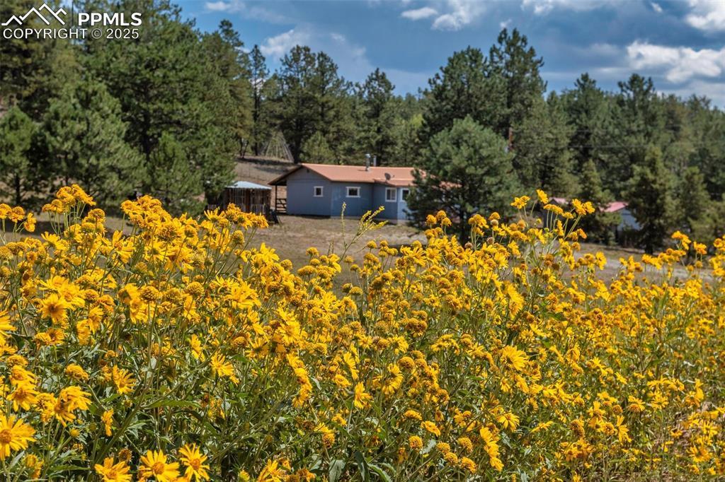272 Spring Valley Tr., Florissant, CO 80816