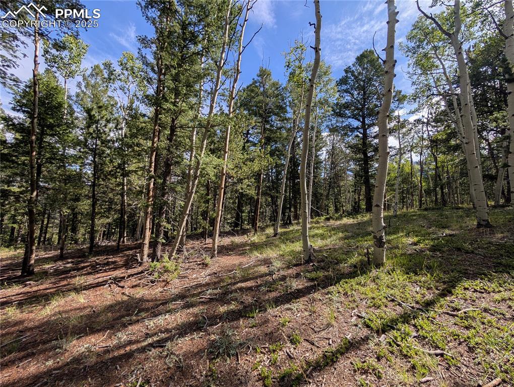 60 Fluorite Ln., Divide, CO 80814