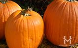 Fall Festival at Catigny Park