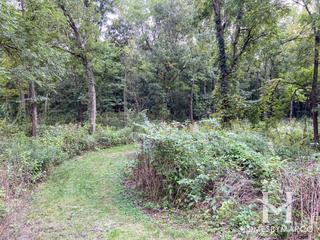 Boundary Hill Woods in Woodridge, IL