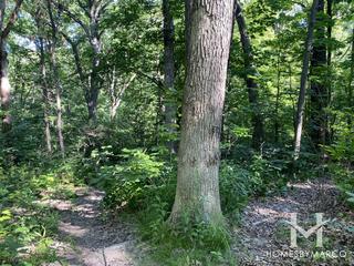 Hickory Hills Woods Forest Preserve in Hickory Hills, IL