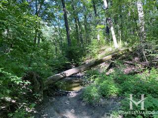 Hickory Hills Woods Forest Preserve in Hickory Hills, IL