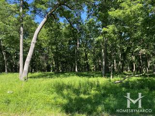 White Oak Woods Forest Preserve in Hickory Hills, IL