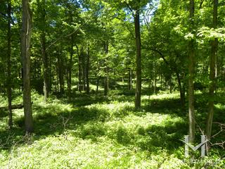 Messenger Woods Nature Preserve in Homer Glen, IL