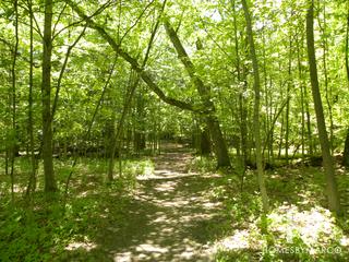 Messenger Woods Nature Preserve in Homer Glen, IL