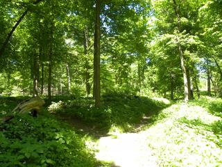Messenger Woods Nature Preserve in Homer Glen, IL