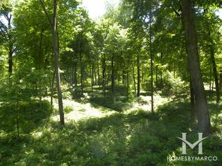 Messenger Woods Nature Preserve in Homer Glen, IL