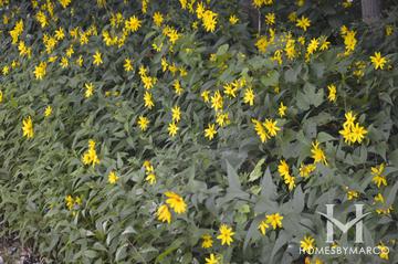 Captain Daniel Wright Woods Forest Preserve in Lake Forest, IL