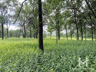 Photos of Cap Sauers Holdings Nature Preserve in Orland Park, IL