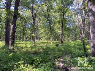 Spears Woods Forest Preserve in Willow Springs, IL