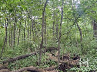 Goodrich Woods in Naperville, IL