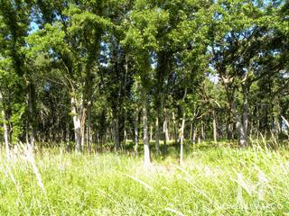 Grant Woods Forest Preserve in Lake Villa, IL