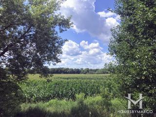 Sunflower Park in Yorkville, IL