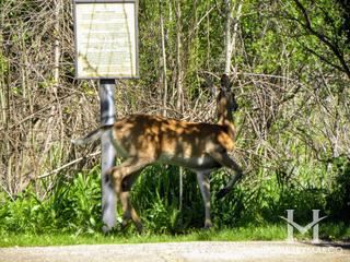 High Hill Park & Nature Preserve in Algonquin, IL