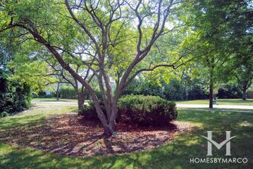 Colony Park in Elk Grove Village, IL